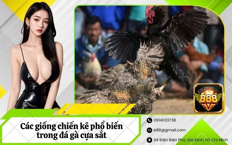 Các giống chiến kê phổ biến trong đá gà cựa sắt