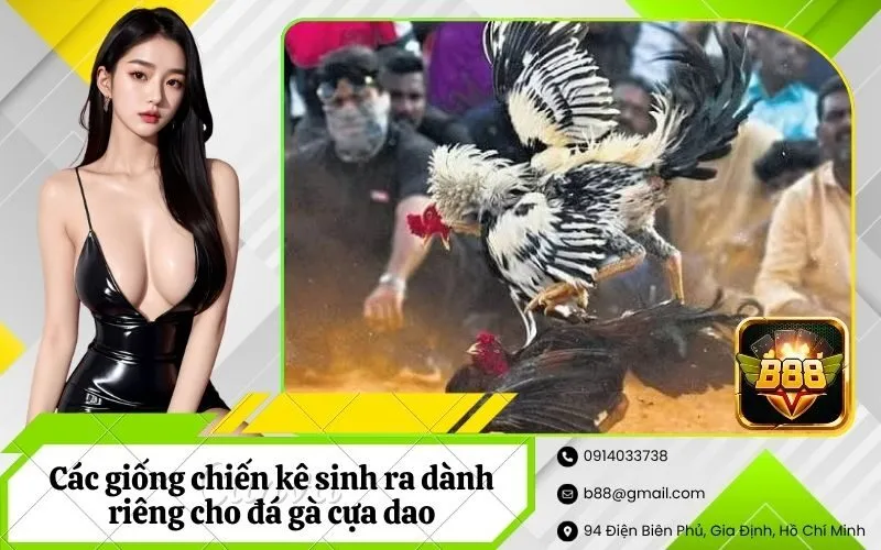 Các giống chiến kê sinh ra dành riêng cho đá gà cựa dao