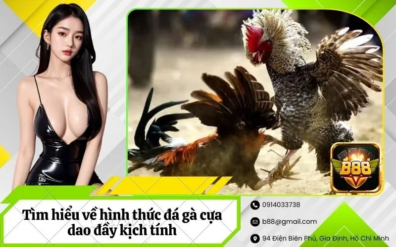 Đá gà cựa dao