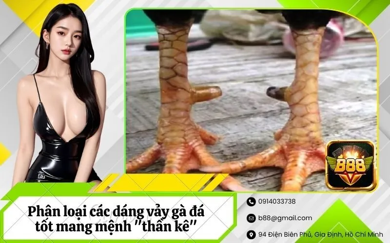 Phân loại các dáng vảy gà đá tốt mang mệnh thần kê
