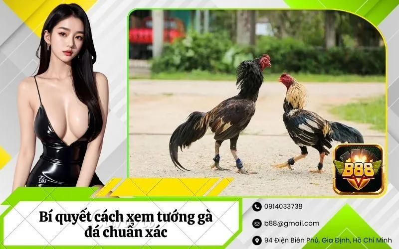 Xem tướng gà đá