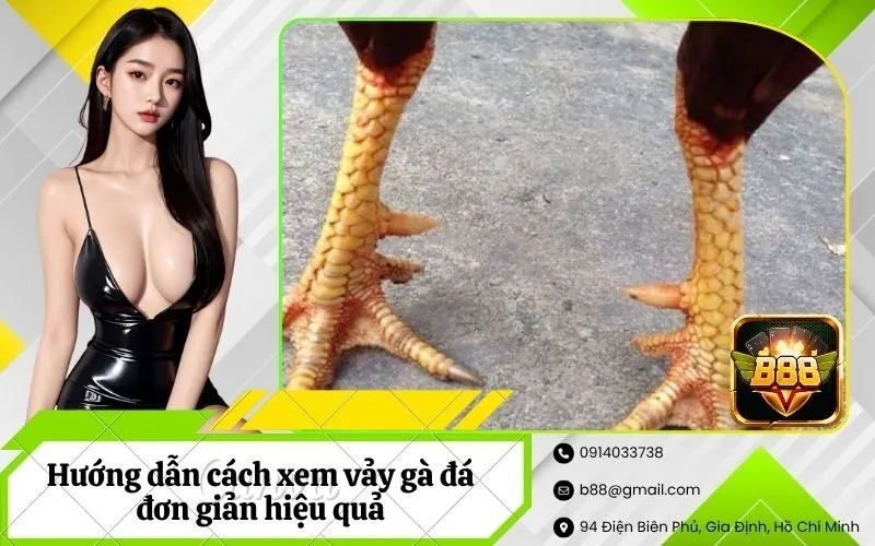 Xem vảy gà đá